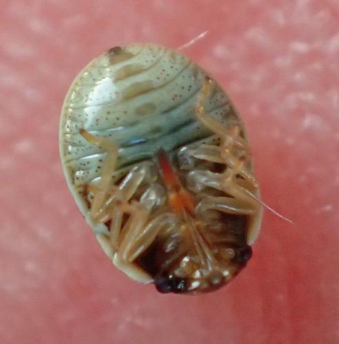 Piezodorus lituratus